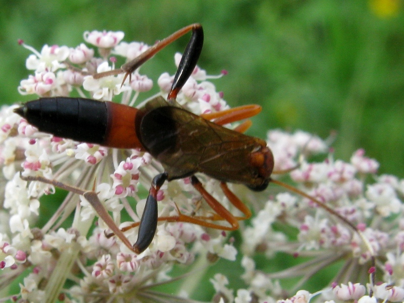 Amblyteles armatorius e Ctenochares bicolorus(Ichneumonidae)